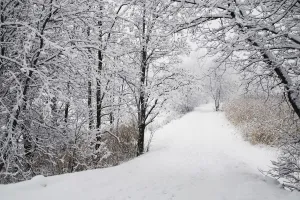 A Path Lined With Trees And Covered In Snow; Quebec, Canada A Path Lined With Trees And Covered In Snow; Quebec, Canada