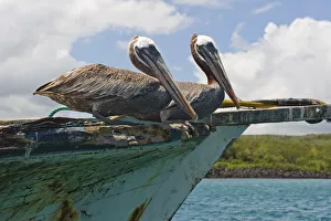 Two Pelicans (Pelecanus Occidentalis) On A Derelict Boat In The Harbor; San Cristobal Two Pelicans (Pelecanus Occidentalis) On A Derelict Boat In The Harbor; San Cristobal