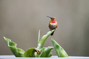 Perched male Rufous hummingbird (Selasphorus rufus) on a tulip leaf; Olympia, Washington Perched male Rufous hummingbird (Selasphorus rufus) on a tulip leaf; Olympia, Washington