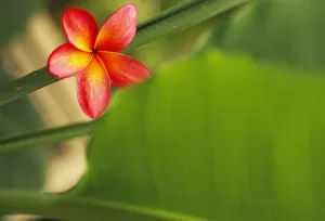Pink Plumeria Flower Resting On Banana Plant Stem Leaves In Background Pink Plumeria Flower Resting On Banana Plant Stem Leaves In Background