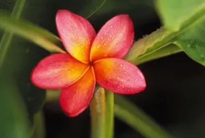 Pink Plumeria Flower Resting On Banana Plant Stems Pink Plumeria Flower Resting On Banana Plant Stems