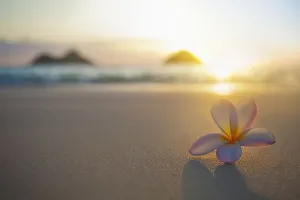 A Pink Plumeria Flower Sits On The Sand Of Lanikai Beach In Kailua With A View Of A Pink Plumeria Flower Sits On The Sand Of Lanikai Beach In Kailua With A View Of