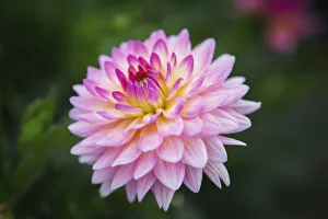 Pink Zinnia Flower; Fallston, Maryland, United States Of America Pink Zinnia Flower; Fallston, Maryland, United States Of America