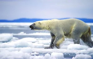 Polar Bear Running On An Ice Flow In Wager Bay, Canada Polar Bear Running On An Ice Flow In Wager Bay, Canada