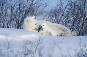 Polar Bear Sow & Cubs Resting In Snow Churchill Canada Polar Bear Sow & Cubs Resting In Snow Churchill Canada