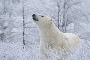 Polar bear (Ursus maritimus) in the wild looking up, near Churchill, Manitoba; Churchill, Manitoba, Canada Polar bear (Ursus maritimus) in the wild looking up, near Churchill, Manitoba; Churchill, Manitoba, Canada
