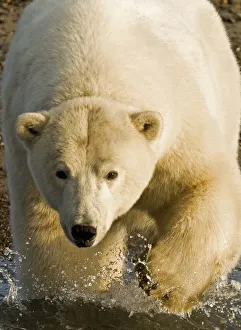 Polar Bear Walking Into The Coastal Waters Near Kaktovik, Alaska Polar Bear Walking Into The Coastal Waters Near Kaktovik, Alaska