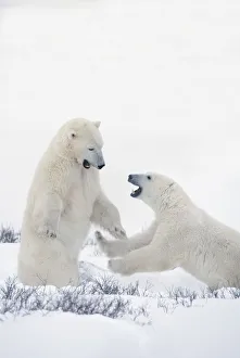 Two Polar Bears Play Fighting To Sharpen Their Hunting Skills As They Wait For The Two Polar Bears Play Fighting To Sharpen Their Hunting Skills As They Wait For The