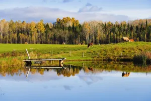Pond And Cattle Near Mansonville, Eastern Townships, Quebec Pond And Cattle Near Mansonville, Eastern Townships, Quebec