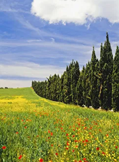 Poppies And Wild Flowers In Wheat Field Beside Line Of Cypress Trees Poppies And Wild Flowers In Wheat Field Beside Line Of Cypress Trees