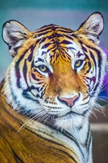 Portrait Of Bengal Tiger (Panthera Tigris Tigris) Endangered Species, Captive; Chippewa Falls, Wisconsin Portrait Of Bengal Tiger (Panthera Tigris Tigris) Endangered Species, Captive; Chippewa Falls, Wisconsin