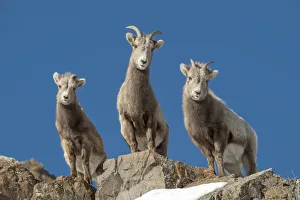 Portrait of bighorn sheep family standing on rocks, Yellowstone National Park, Wyoming, USA Portrait of bighorn sheep family standing on rocks, Yellowstone National Park, Wyoming, USA
