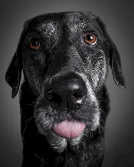 Portrait of a black labrador retriever on a black background Portrait of a black labrador retriever on a black background