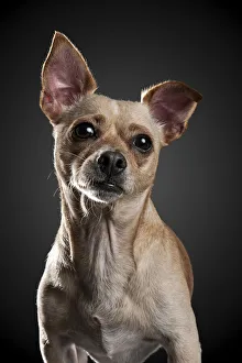 Portrait of a Chihuahua against a black background Portrait of a Chihuahua against a black background