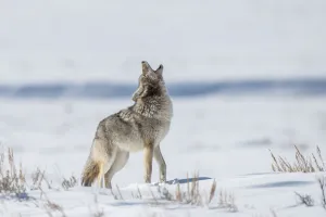 Portrait of a coyote standing in a snow covered field howling into the air, YNP, USA Portrait of a coyote standing in a snow covered field howling into the air, YNP, USA