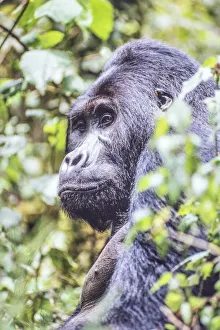 Portrait of eastern gorilla (Gorilla beringei) through the leaves in the jungle, Rwanda, Africa Portrait of eastern gorilla (Gorilla beringei) through the leaves in the jungle, Rwanda, Africa