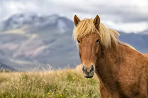Portrait of an Icelandic horse in the natural landscape; Iceland Portrait of an Icelandic horse in the natural landscape; Iceland
