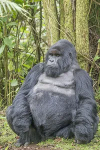 Portrait of a male eastern gorilla sitting in the jungle, Rwanda, Africa Portrait of a male eastern gorilla sitting in the jungle, Rwanda, Africa
