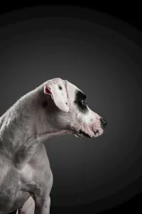Portrait of a mixed breed dog against a black background Portrait of a mixed breed dog against a black background