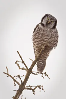 Portrait Of A Northern Hawk Owl Perched On A Dead Spruce Tree, Denali National Park Portrait Of A Northern Hawk Owl Perched On A Dead Spruce Tree, Denali National Park