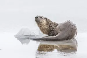 Portrait of a northern river otter looking up from the icy water, YNP, USA Portrait of a northern river otter looking up from the icy water, YNP, USA