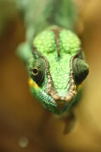 Portrait of a panther chameleon (Furcifer pardalis) in a terrarium, Bavaria, Germany Portrait of a panther chameleon (Furcifer pardalis) in a terrarium, Bavaria, Germany