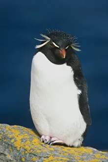 Portrait Of Rockhopper Penguin Standing On Rock Falkland Islands Summer Portrait Of Rockhopper Penguin Standing On Rock Falkland Islands Summer