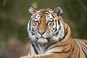 Portrait of Siberian Tiger (Panthera tigris altaica) in Winter, Germany Portrait of Siberian Tiger (Panthera tigris altaica) in Winter, Germany