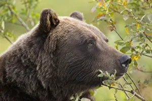 Profile Of An Adult Brown Bear Sow Amongst Green Brush At Alaska Wildlife Conservation Profile Of An Adult Brown Bear Sow Amongst Green Brush At Alaska Wildlife Conservation