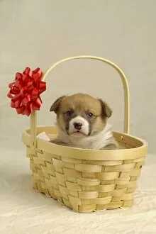 Images Dated 17th March 2004: Puppy In A Basket