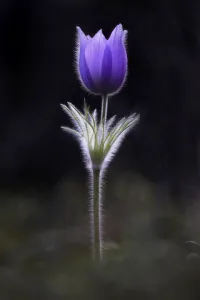 Purple tulip illuminated with plant hairs glowing and mist around the stem; Studio Purple tulip illuminated with plant hairs glowing and mist around the stem; Studio