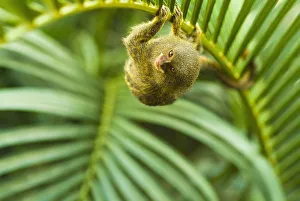 Pygmy marmosets native to ecuador are the smallest primate; Guayaquil ecuador Pygmy marmosets native to ecuador are the smallest primate; Guayaquil ecuador
