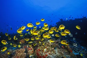 Raccoon butterflyfish (Chaetodon lunula) are not often found in large schools such as this; Hawaii Raccoon butterflyfish (Chaetodon lunula) are not often found in large schools such as this; Hawaii