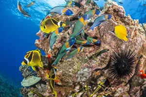 Raccoon butterflyfish (Chaetodon lunula) and endemic Saddle wrasse (Thalassoma duperrey) off the island of Lanai Raccoon butterflyfish (Chaetodon lunula) and endemic Saddle wrasse (Thalassoma duperrey) off the island of Lanai