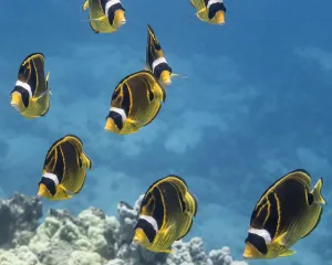 Racoon Butterflyfish (Chaetodon Lunula) Schooling Off The Kona Coast, Turtle Haven, Island Of Hawaii, Hawaii Racoon Butterflyfish (Chaetodon Lunula) Schooling Off The Kona Coast, Turtle Haven, Island Of Hawaii, Hawaii