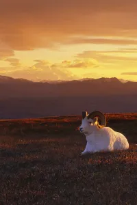 Ram Dall Sheep At Sunset In Front Of Mckinley Denali Np Ram Dall Sheep At Sunset In Front Of Mckinley Denali Np