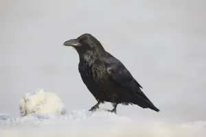 A Raven Perched On A Snow Bank, Girdwood, Southcentral Alaska, Winter A Raven Perched On A Snow Bank, Girdwood, Southcentral Alaska, Winter