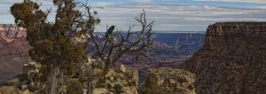 Raven Sitting On Tree On The South Rim Of The Grand Canyon, Arizona Raven Sitting On Tree On The South Rim Of The Grand Canyon, Arizona