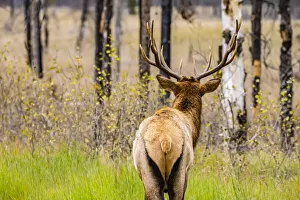 Rear view of an elk inquisitively looking into the forest, Jasper National Park, Alberta, Canada Rear view of an elk inquisitively looking into the forest, Jasper National Park, Alberta, Canada