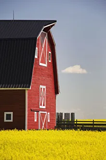 Front Of A Red Barn In A Flowering Canola Field With Blue Sky And Cloud South Of High River; Alberta Canada Front Of A Red Barn In A Flowering Canola Field With Blue Sky And Cloud South Of High River; Alberta Canada