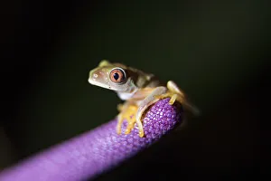 Red-eyed stream frog rests on the purple stem of an Anthurium flower in Costa Rica Red-eyed stream frog rests on the purple stem of an Anthurium flower in Costa Rica