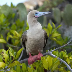 A Red-Footed Booby (Sula Sula); Galapagos, Equador A Red-Footed Booby (Sula Sula); Galapagos, Equador