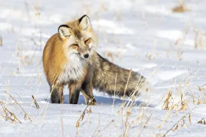 Red fox standing on a snow covered ground stalking its prey Red fox standing on a snow covered ground stalking its prey
