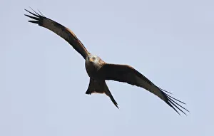 A Red Kite (Milvus Milvus); Gatehouse Of Fleet, Dumfries, Scotland A Red Kite (Milvus Milvus); Gatehouse Of Fleet, Dumfries, Scotland