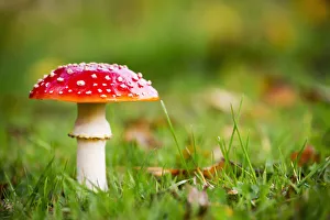 A Red Mushroom In The Grass; Northumberland, England A Red Mushroom In The Grass; Northumberland, England