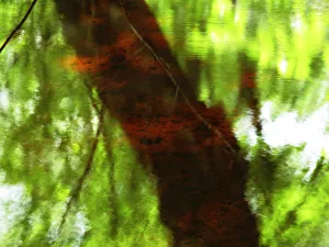 Red Tree 2, Massachusetts, Seekonk, Caratunk Wildlife Refuge, Green And Red Tree Reflections In Water Red Tree 2, Massachusetts, Seekonk, Caratunk Wildlife Refuge, Green And Red Tree Reflections In Water
