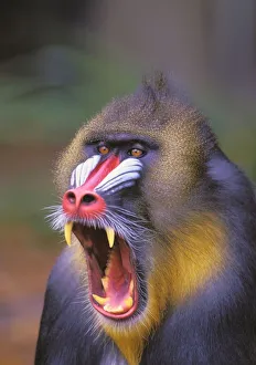 Roaring mandrill baboon; Florida united states of america Roaring mandrill baboon; Florida united states of america