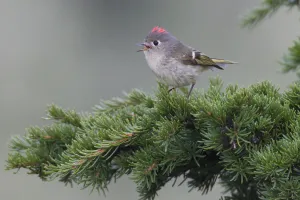 Ruby-Crowned Kinglet Perched On A Tree Branch And Singing With Crest Extended, Copper River Delta, Near Cordova Ruby-Crowned Kinglet Perched On A Tree Branch And Singing With Crest Extended, Copper River Delta, Near Cordova
