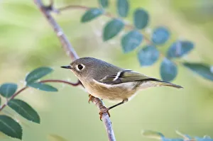 Ruby-Crowned Kinglet (Regulus Calendula) Perched On Mountain Ash Branch, Fairbanks, Alaska, Fall Ruby-Crowned Kinglet (Regulus Calendula) Perched On Mountain Ash Branch, Fairbanks, Alaska, Fall