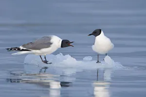 Sabines Gulls On An Iceberg Showing A Territorrial Dispute, Columbia Bay Sabines Gulls On An Iceberg Showing A Territorrial Dispute, Columbia Bay